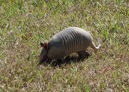 Armadillos are a source of leprosy