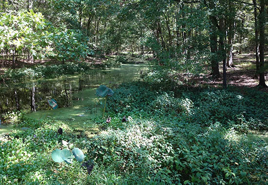 Arkansas Swamp