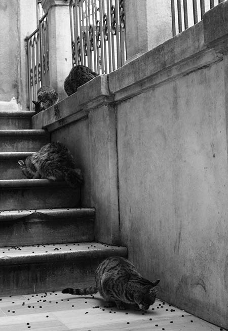 Street cats in Galata